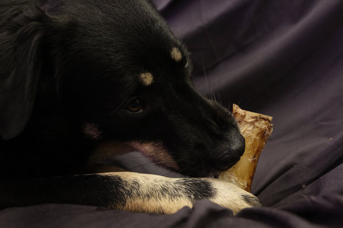 Happiness is a new bone

#rescuedogs #dog #bone #photography #model #cute #canon #photomode #black #novembering #animalphotography #pets #pet
