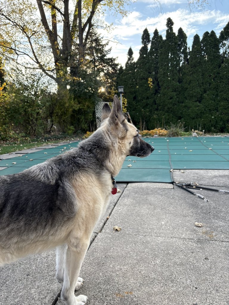 DMac9965's tweet image. Had to say goodbye to my best friend! 13 1/2 great years!
R.I.P Elle🥹 #GoBlue #DogHeaven #NoMorePain