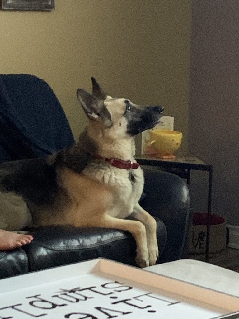 DMac9965's tweet image. Had to say goodbye to my best friend! 13 1/2 great years!
R.I.P Elle🥹 #GoBlue #DogHeaven #NoMorePain