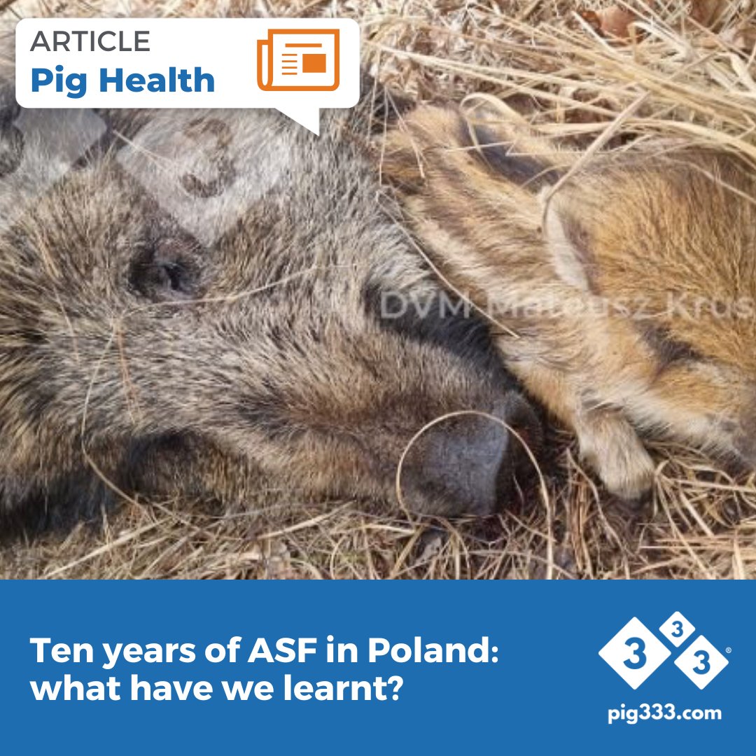 For several reasons, Poland has not managed to control ASF in wild boars and pigs. What measures has this country implemented during these 10 years and why were they insufficient? 🐖📊

🔗 pig333.com/articles/ten-y…

#Pig333 #ASF #Poland #SwineHealth #AfricanSwineFever #PigIndustry