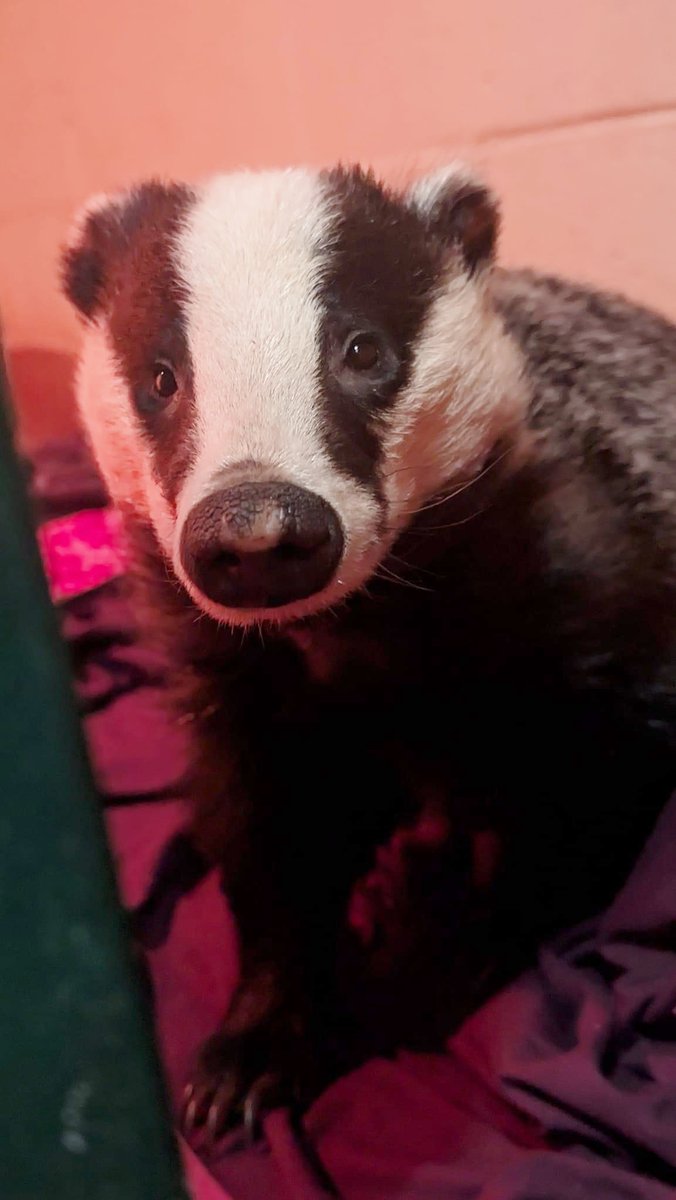 #HastingsBattleaxe reflects on the last week. The world order has changed, and we have to learn to live with it #USElection2024disaster. Here's a nice badger patient at Mallydams. #Hastings.
hastingsbattleaxe.com/2024/11/and-ba…