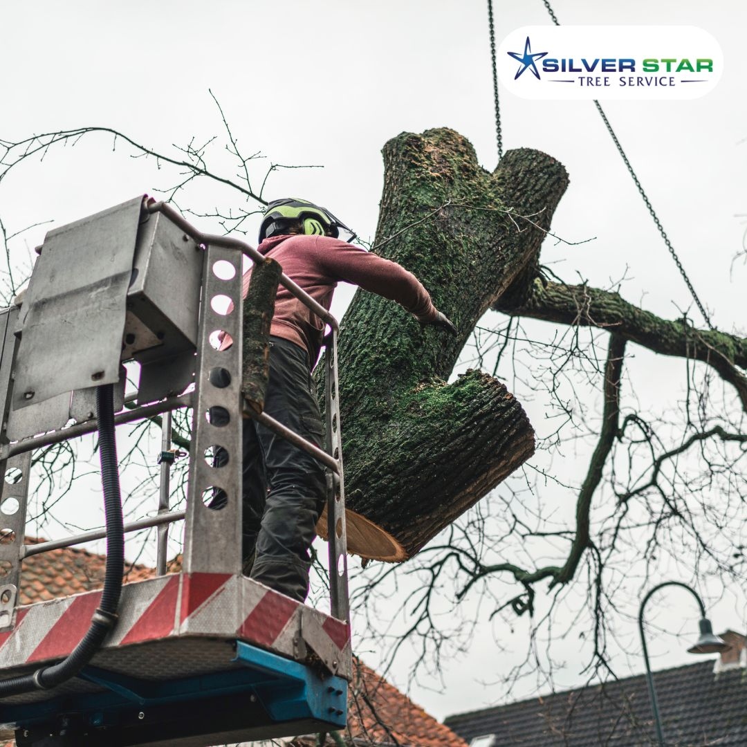 SilverStarTree1's tweet photo. 🛠️ Professional Tree Removal You Can Trust
Trust our experienced Arborists to handle the job with care. We’re committed to providing safe and efficient removal services for your peace of mind.

Get Started: https://t.co/enDt80OTUG

#TreeRemovalExperts
#TreeCare https://t.co/tLWiZXoNU1