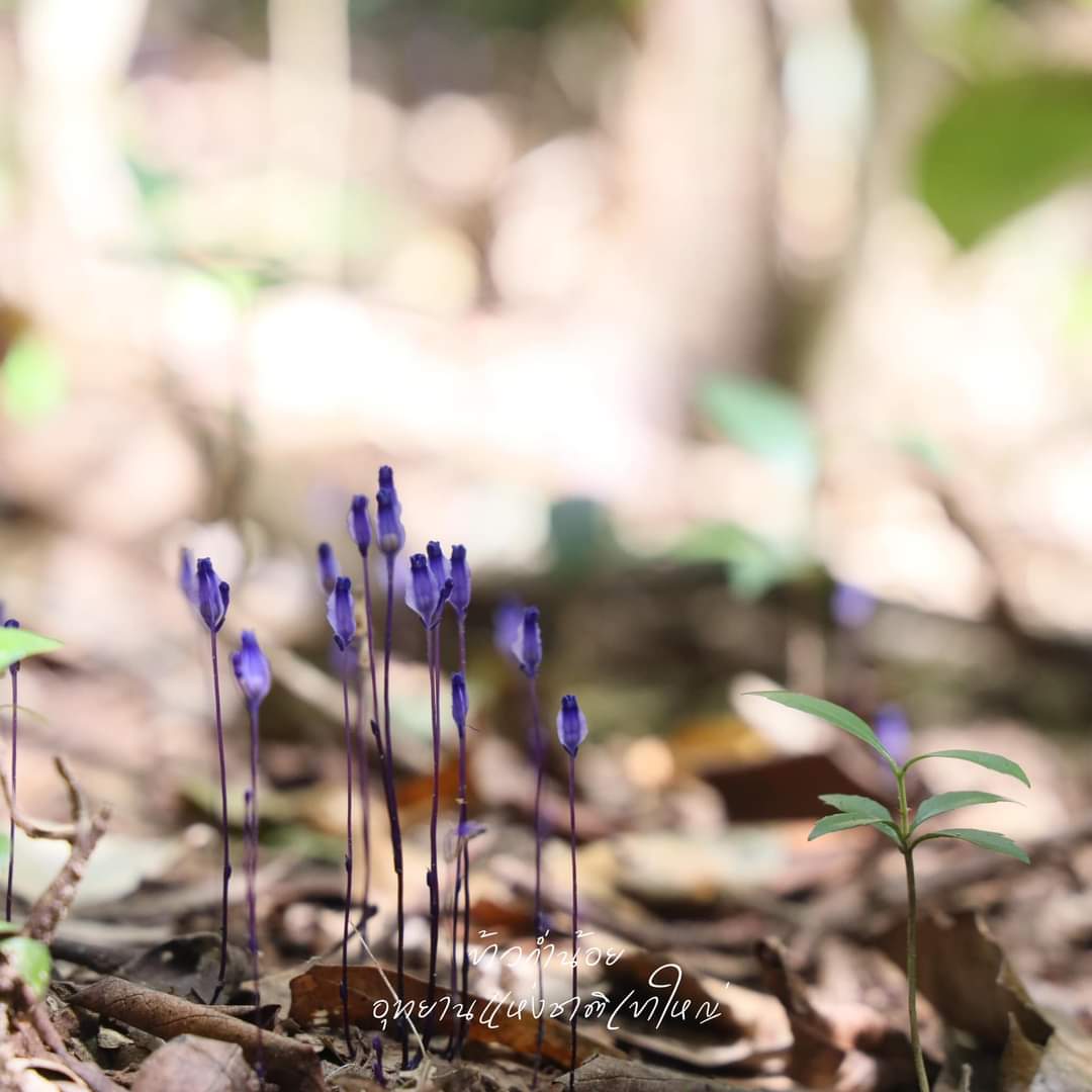 “ข้าวก่ำน้อย” พืชอาศัยรา สีม่วงสดใส ในผืนป่าเขาใหญ่

เรามักจะเจอพืชอาศัยราเหล่านี้ ผลิดอก ขึ้นมาท่ามกลางซากใบไม้ที่ทับถมกัน ไม่มีใบ มีแต่ดอกที่ปรากฏขนาดเล็ก โดยมีสีสันแตกต่างกันออกไป

ที่มา : อุทยานแห่งชาติเขาใหญ่
#ข้าวก่ำน้อย #อุทยานแห่งชาติเขาใหญ่ #เขาใหญ่ #กรมอุทยานแห่งชาติ
