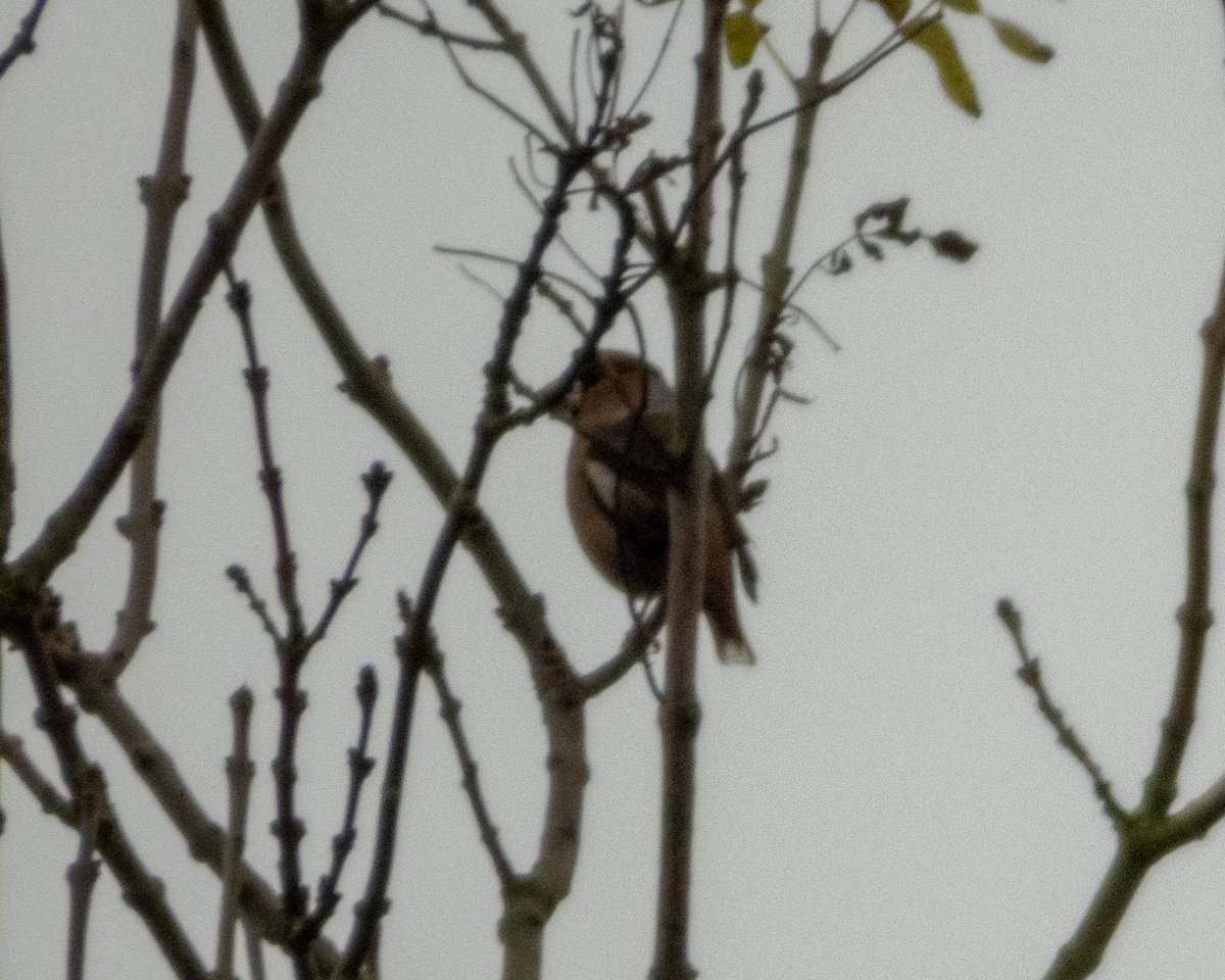 BirderJB's tweet photo. Bredon Hill - Relatively quiet this afternoon. Highlights - Hawfinch &amp; 3 Yellowhammer. @WorcsBirding #Worcsbirds https://t.co/4YBF5dUUlT