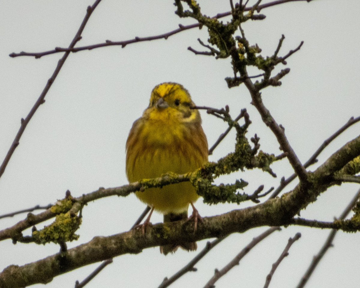 BirderJB's tweet photo. Bredon Hill - Relatively quiet this afternoon. Highlights - Hawfinch &amp; 3 Yellowhammer. @WorcsBirding #Worcsbirds https://t.co/4YBF5dUUlT