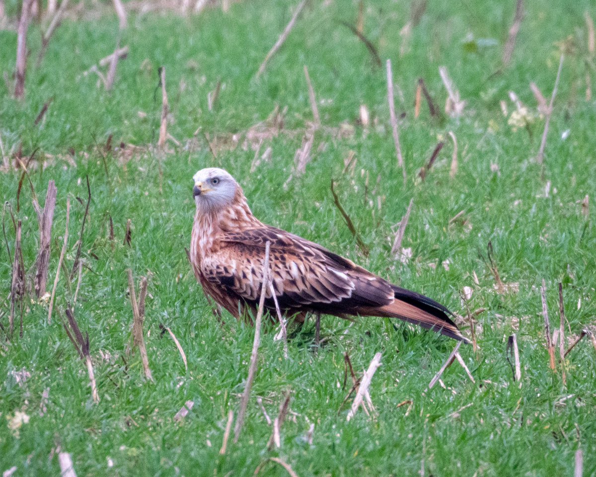 Bredon Hill - Relatively quiet this afternoon. Highlights - Hawfinch &amp; 3 Yellowhammer. @WorcsBirding #Worcsbirds