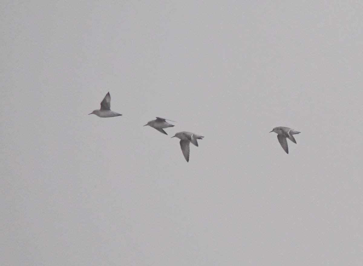 A few shots of today's 4 Knot that landed briefly this morning, before continuing south. Part of an influx in the Midlands today.