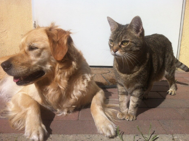 DierenLot's tweet photo. De tijd van verlanglijstjes en cadeautjes kopen komt er weer aan. Geef nooit een dier cadeau! Een dier is geen impulsaankoop.
Lees hier waar je allemaal rekening mee moet houden bij de aanschaf van een dier: https://t.co/3OEc91rp7q
#samenvoordieren #impulsaankoop #cadeaudier https://t.co/vQaOrkMOEK