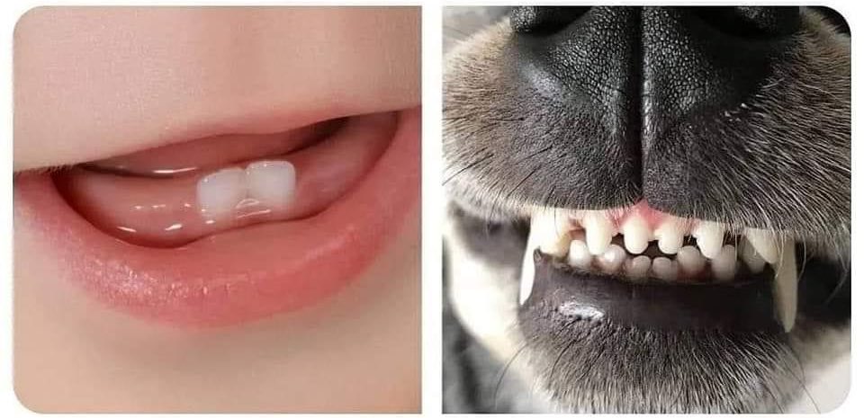 Los dientes       |    Los dientes
de tu bebé               de mi bebé