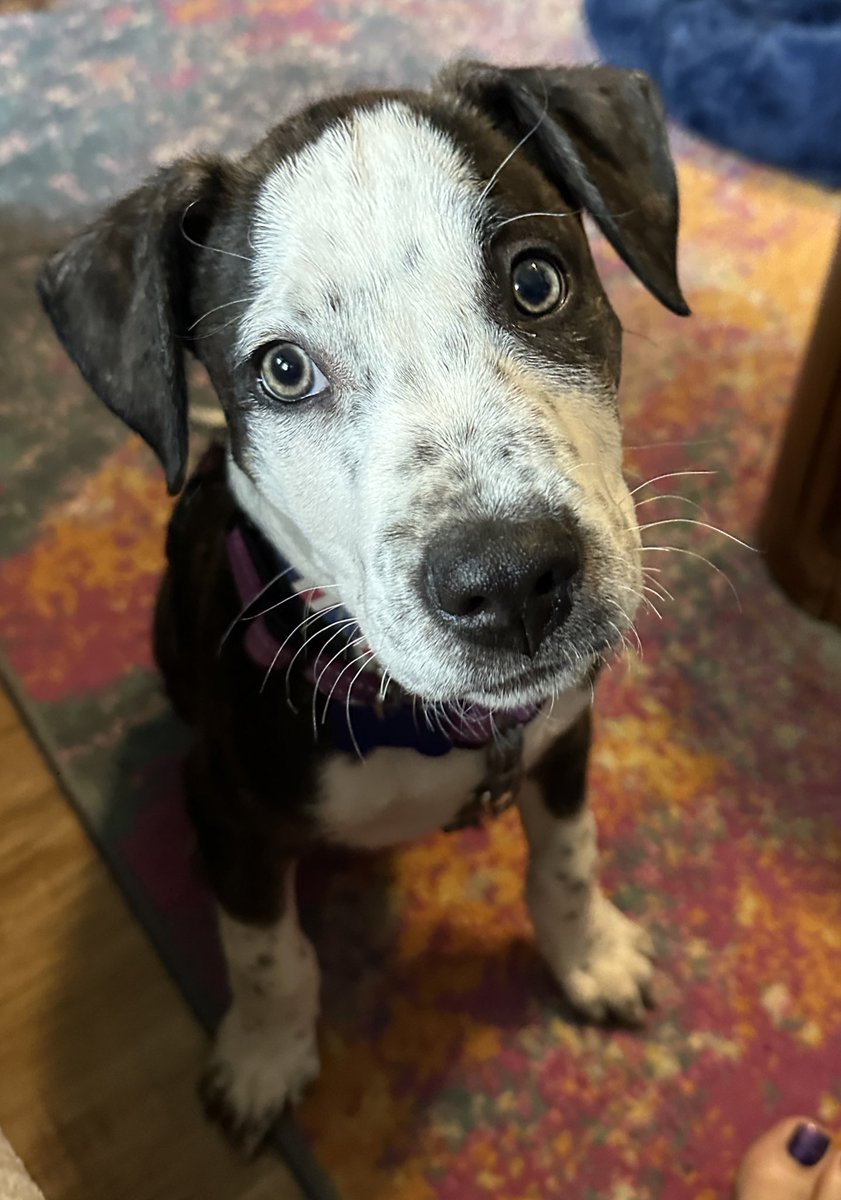 Kat 🐶 📚 ☕️ tweet media