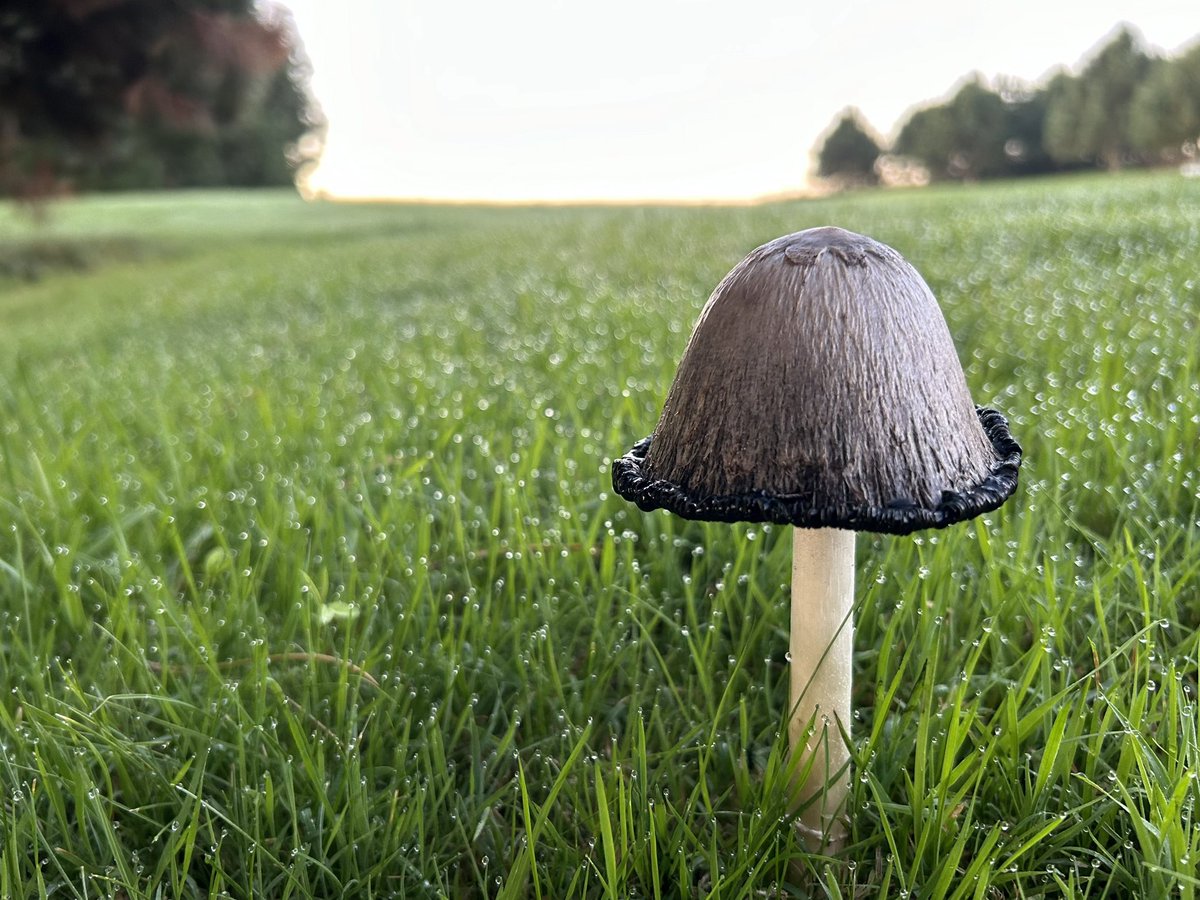🍂 Ik hou van de herfst! De kleuren, de paddenstoelen 🍄 de frisse ochtenden vol dauw en nevel. Het seizoen om weer vaker binnen te zijn met kaarsjes aan en een dekentje op de bank. ✨🍁
#herfst #genieten #natuur #gezelligheid #enjoythelittlethings #relax #DuurzameInzetbaarheid
