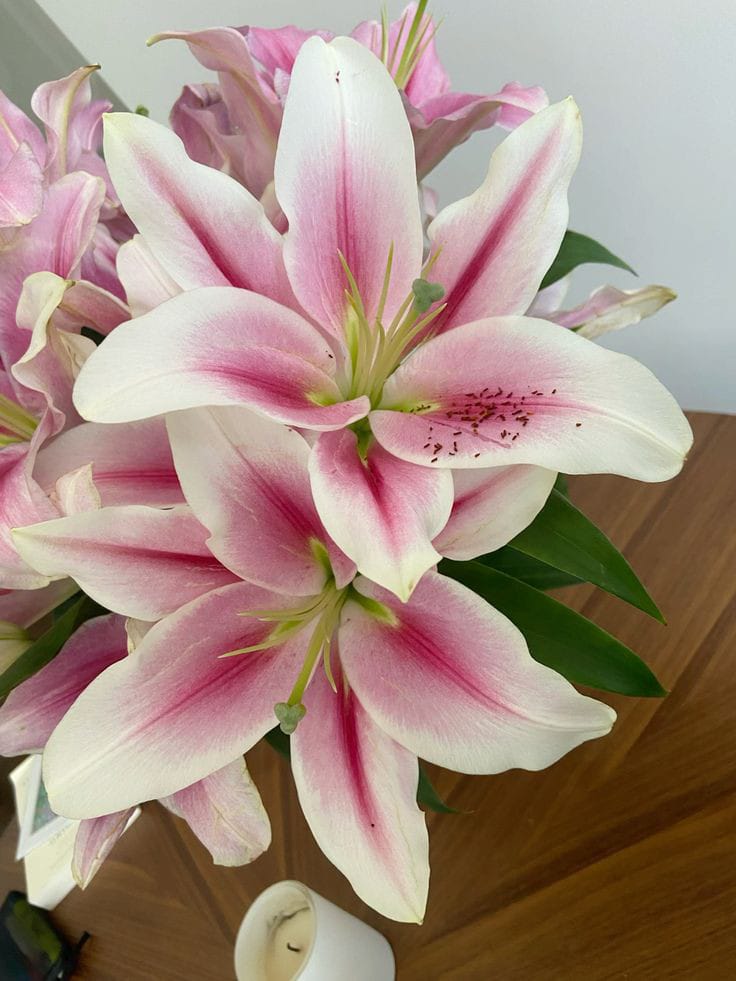 onlyyouforeveer's tweet photo. Lilies <3 https://t.co/4m1TNf0T3K