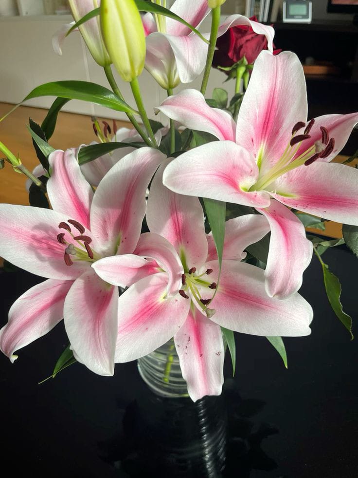 Lilies <3