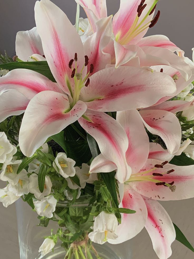 onlyyouforeveer's tweet photo. Lilies <3 https://t.co/4m1TNf0T3K