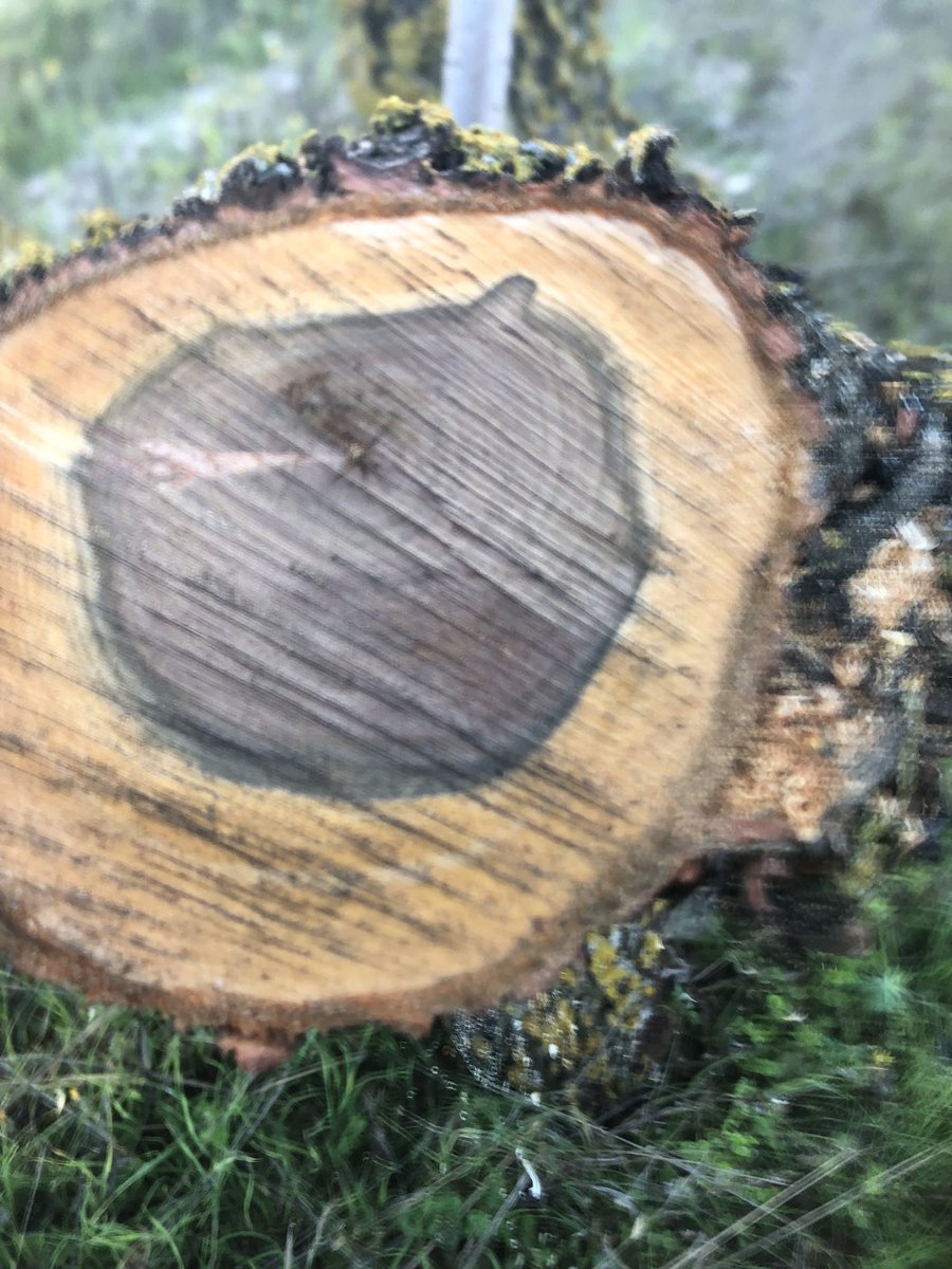 javier65631469's tweet photo. Hace 6 años comimos estos almendros guara en secano y los cambiamos a cultivo #ecologico. 🌲 de 15 años y ahora 21. A tocado renovación y este es el resultado que sabíamos que se había producido pero en los cortes se aprecia todavía más https://t.co/cRSGH8cgmD
