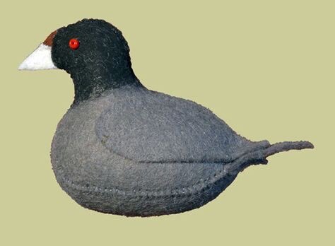 felt coot, might delete later