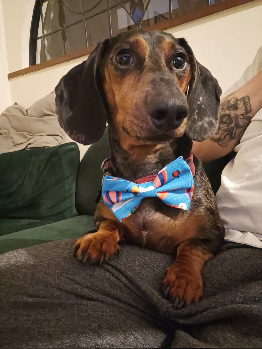 _bearByte's tweet image. We had to bring Rupert back a little something from Bristol 🎀