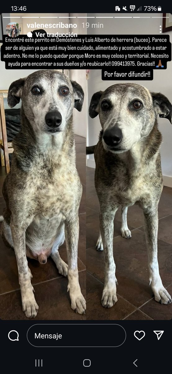⚠️ Perrito encontrado en Demóstenes y L.A. de Herrera, Buceo. Se ve que tiene familia. Me ayudan compartiendo? <a href="/258JCR/">JOYCE C.R. 🐶🐶🐶🐱</a> <a href="/Giovann69231268/">Giovanna Moreno</a> <a href="/Justoynecesari8/">Justoynecesario</a> <a href="/BelvedereGatos/">GatosPerrosBelvedere</a>