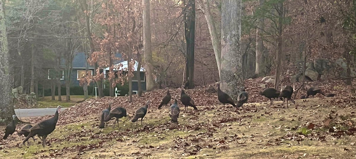 What do you do when life gives you a flock of turkeys ? 🦃 : all organic and free range