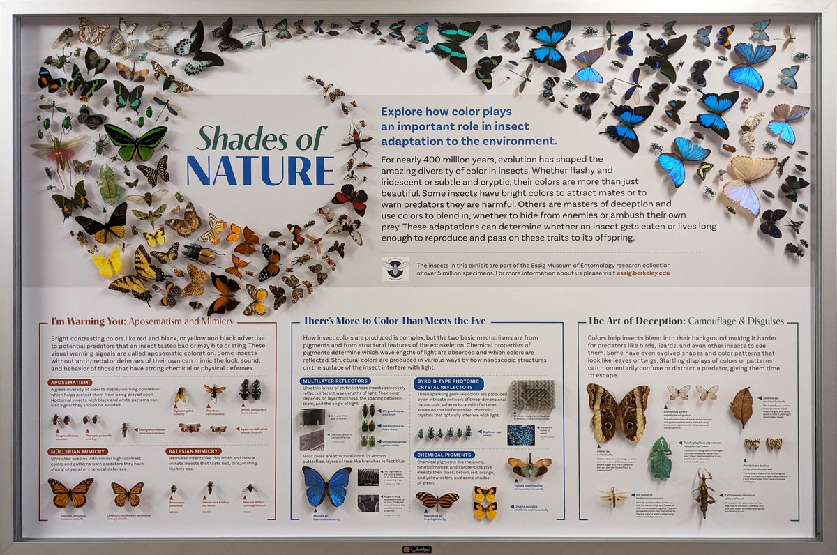 Entomological Collections Network (@entcollnet) on Twitter photo Roberta Brett from the Essig museum <a href="/UCBerkeley/">UC Berkeley</a> now, on creating a beautiful new exhibit, to entice more visitors to the collection. 🦋
See more about the making of this eye-catching display here: essig.berkeley.edu/exhibits/makin…
#ECN2024 Roberta Brett from the Essig museum <a href="/UCBerkeley/">UC Berkeley</a> now, on creating a beautiful new exhibit, to entice more visitors to the collection. 🦋
See more about the making of this eye-catching display here: essig.berkeley.edu/exhibits/makin…
#ECN2024