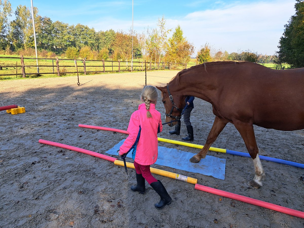 De 2 drachtige merries helpen bouwen aan vertrouwen.
#PonyPlezier op <a href="/stalbolheim/">Stal Bolheim</a> 
In 8 lessen eerste stapjes richting rijden