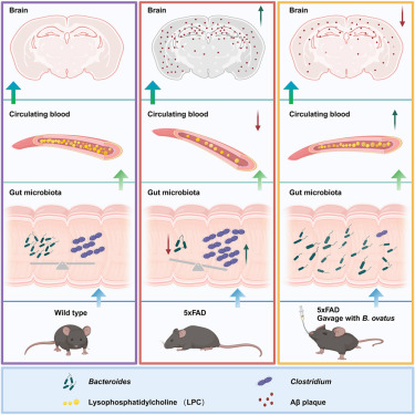 New!  Online now: Microbiota-derived lysophosphatidylcholine alleviates Alzheimer’s disease pathology via suppressing ferroptosis dlvr.it/TG5Hx2