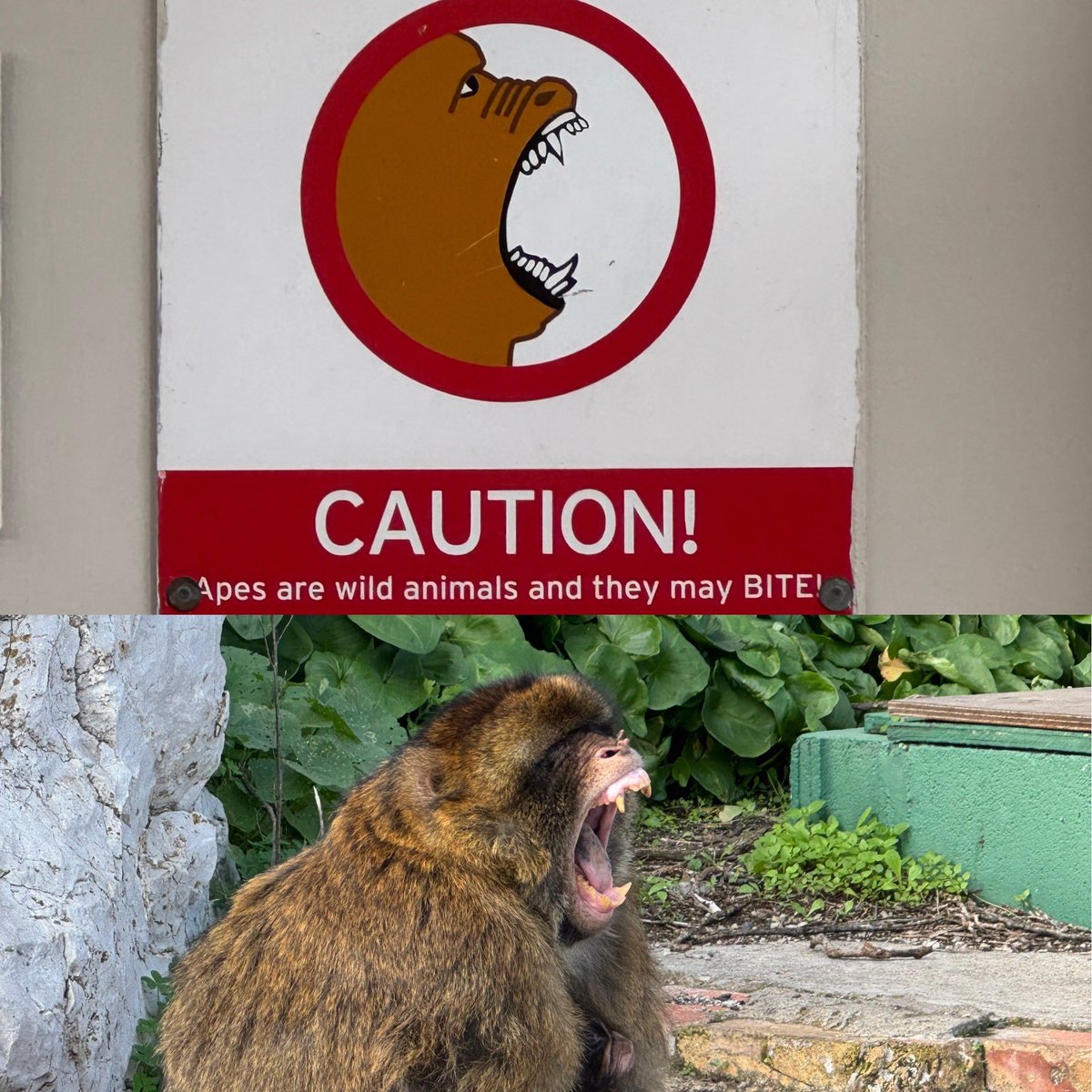 It’s been a hell of a start of our trip. We are on day 4, have no baggage still, had to fly to #gibraltar instead of #lisbon and got on our cruise a day late. Hopefully the suitcases will catch up. At least @heather_vescio got a memorable #topoftherock experience.