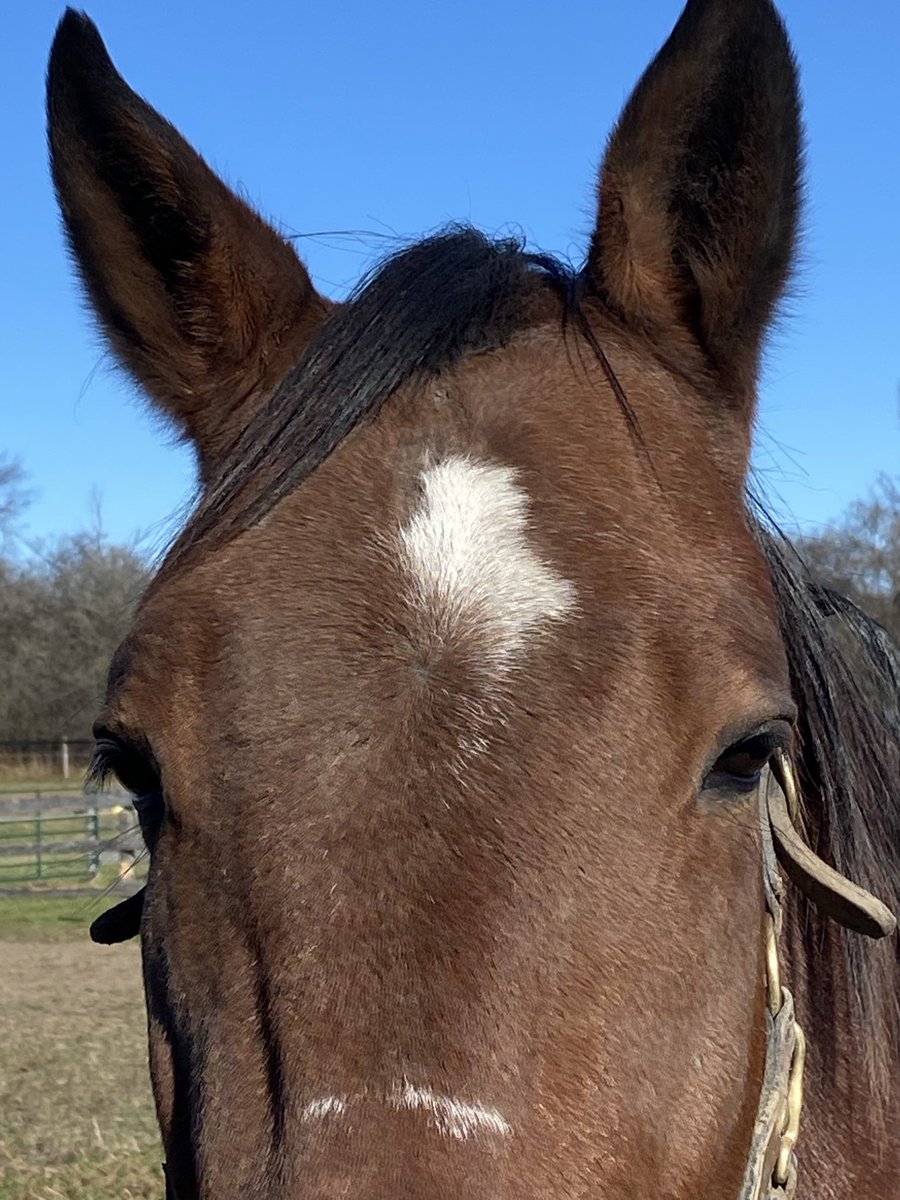 LusiAndAlbert's tweet photo. There’s sweetness, kindness, and serenity in those eyes. Thanks for the photos Dar. Give the Big Guy a big kiss for me.
#horselover #herdfamily #homebred #MagicalAlbert #TheBountyofIllusionist https://t.co/c3y5EaGiIR