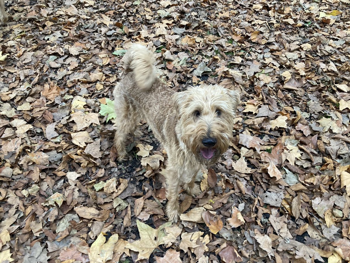 The Irish Terrier is well camouflaged in autumn….