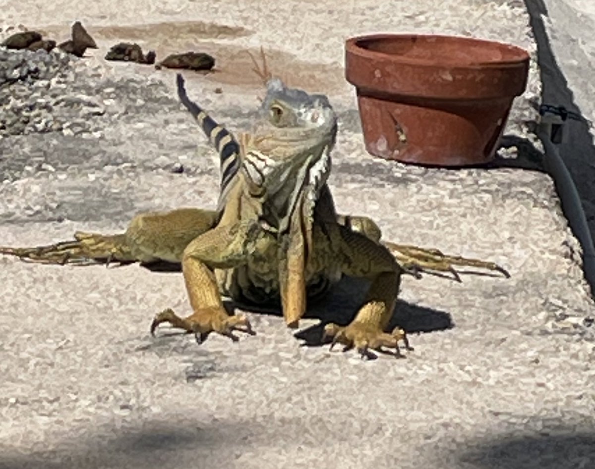 You might be in the Florida Keys if..........#SaturdayFunday #vacationmode