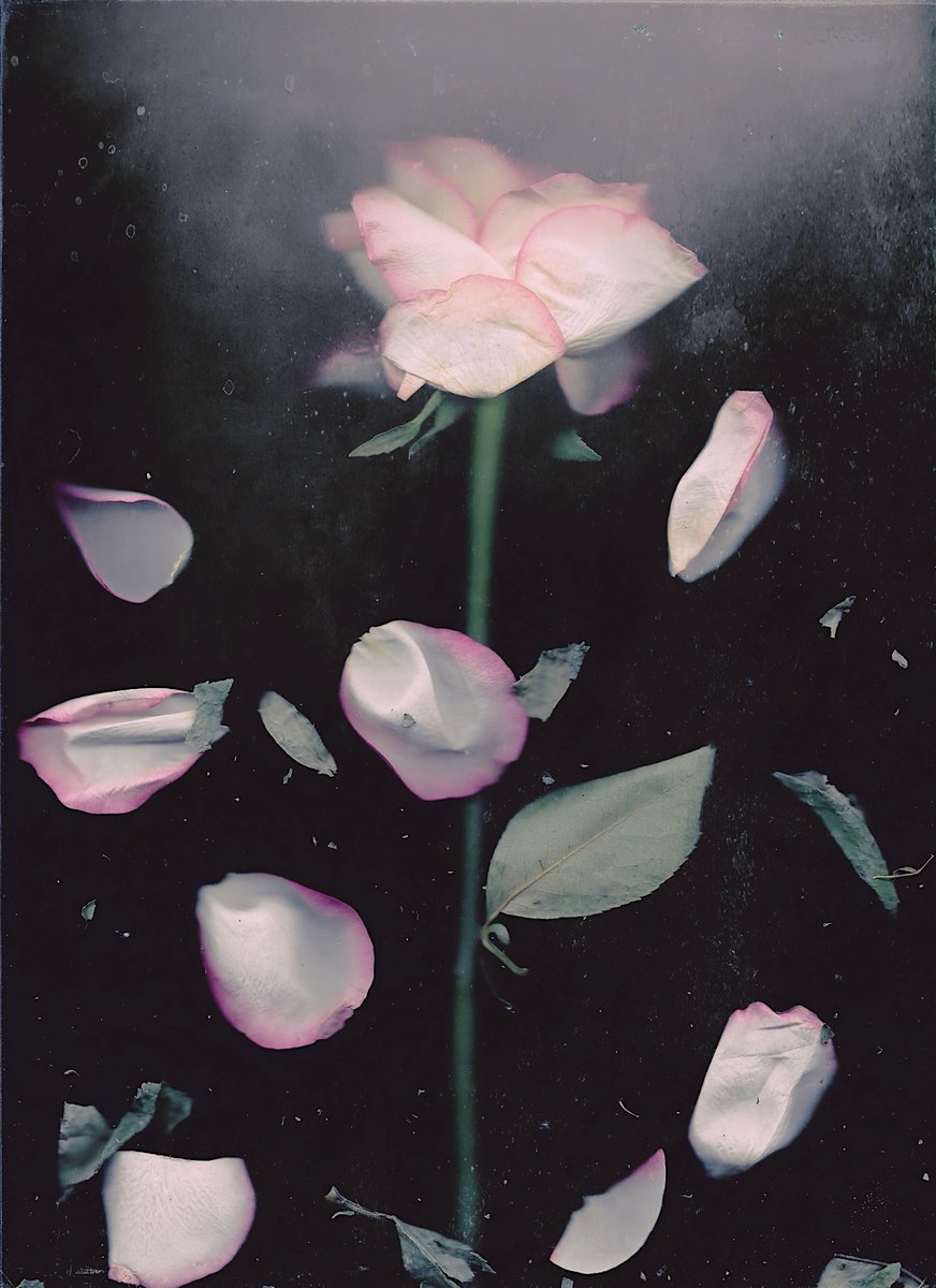 wordreamind's tweet image. “The two go hand in hand like a dance: chance flirts with necessity, randomness with determinism. To be sure, it is from this interchange that novelty and creativity arise in Nature, thereby yielding unique forms and novel structures.”

― E. #Chaisson, 'Epic of Evolution' [2005].