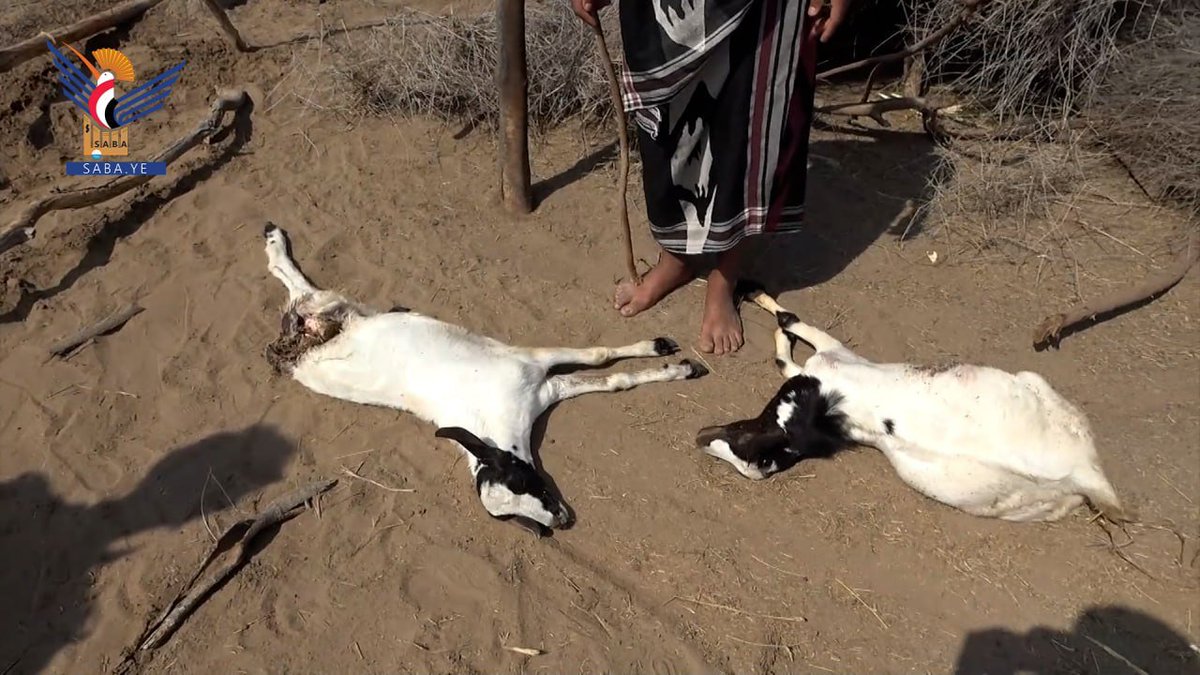 houthi_h_i_h_'s tweet image. مرتزقة العدوان يستهدفون مواشي المواطنين في قرية الشريجة بالحديدة...

هكذا انتقمو للخنازير السعودية ..😁

#المنطقة_العسكرية_الأولى 
#السعودي_يهودي_واليهودي_سعودي