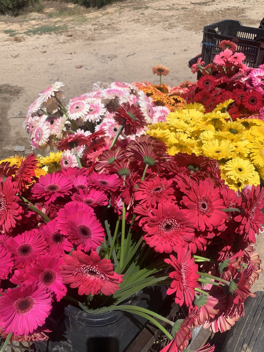 MarkSmi66517840's tweet photo. Beautiful floral kingdom of Cape Town ! https://t.co/wV0V7Isc8Q