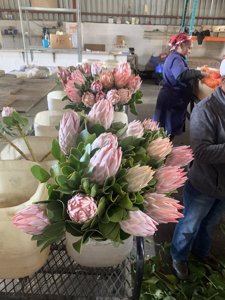 MarkSmi66517840's tweet photo. Beautiful floral kingdom of Cape Town ! https://t.co/wV0V7Isc8Q
