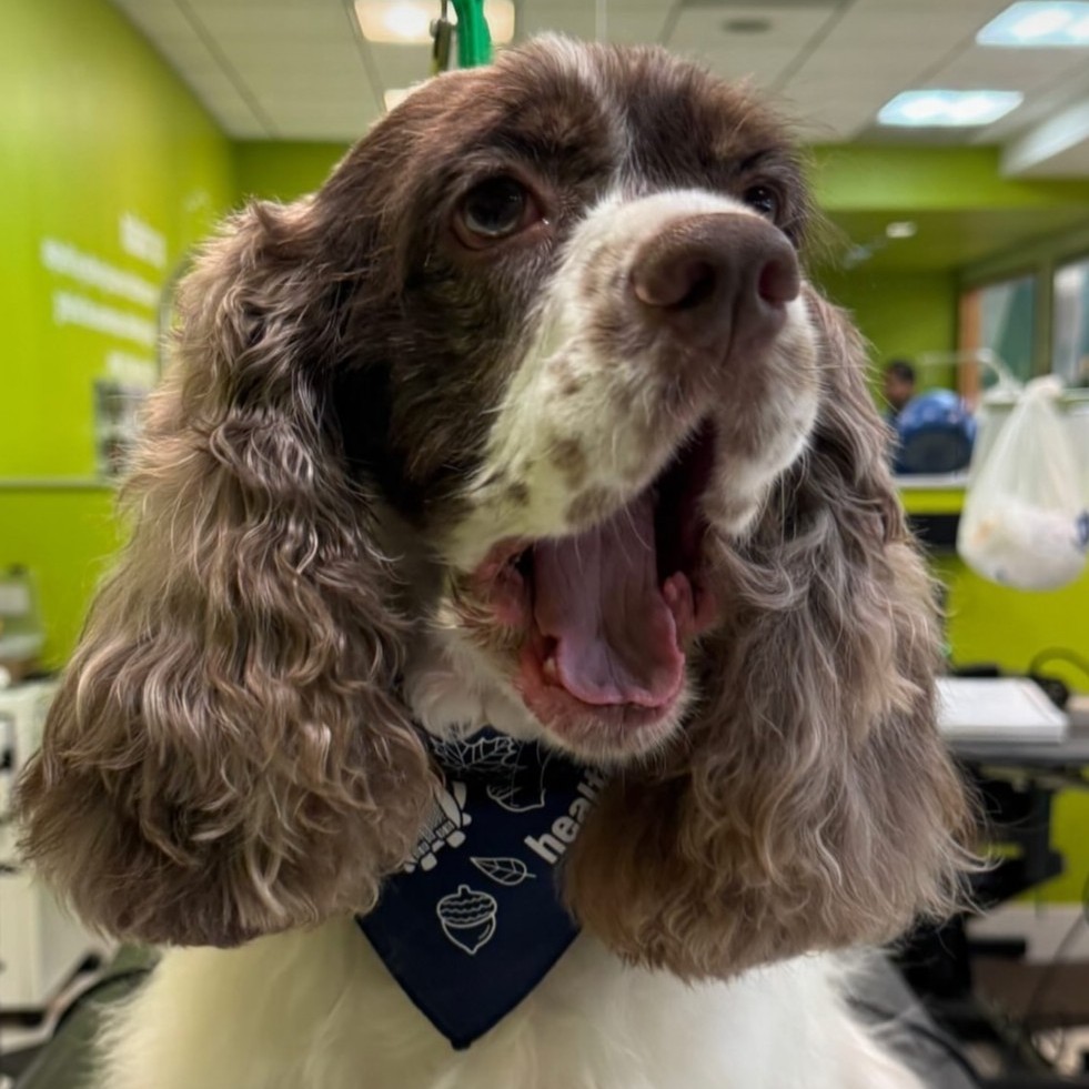 With our Fall Fresh Grooming Enhancement your pup will:
🦃Be bathed in our skin &amp; coat calming Soothe Shampoo
🦃Receive teeth brushing &amp; nail grinding
🦃Get a stylish Fall bandana
Book now: bit.ly/3IKnLWu
Use code ONLINE15 to receive 15% off your first online booking.