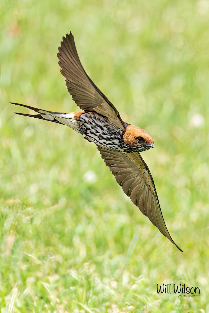 Will Wilson (@2wsphotography) on Twitter photo Lesser-striped Swallow on the wing.
📍<a href="/AkageraPark/">Akagera National Park</a>, in #Rwanda #RwOX #BirdsofAkagera #VisitRwanda Lesser-striped Swallow on the wing.
📍<a href="/AkageraPark/">Akagera National Park</a>, in #Rwanda #RwOX #BirdsofAkagera #VisitRwanda