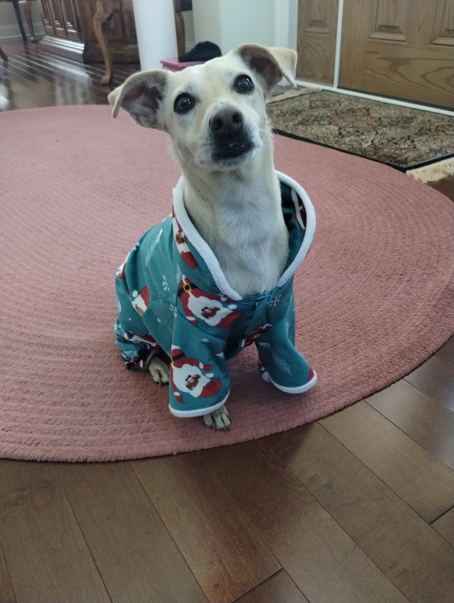 Hi pals! What do you fink 💬 🤔 of me new pj's? 🤶 I fink they are very fashionable - don't you? 😆🤩👗🪩 Have a paw 🐾 some weekend! 😍😄😃 #DogsOfX #BethanyPup #Chihuahua