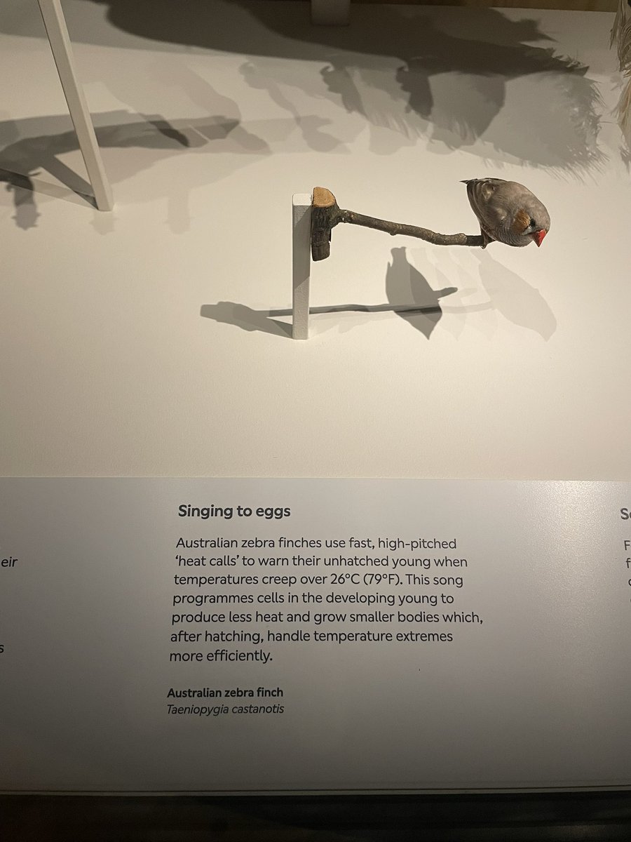 Birds Exhibit at <a href="/NHM_London/">Natural History Museum</a> is so good.