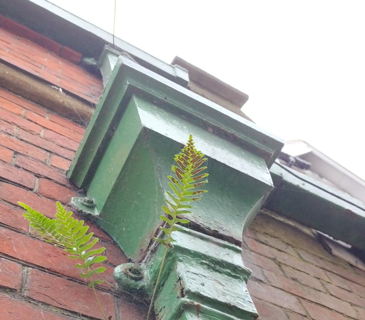 Debbie Alston (@debbie1alston) on Twitter photo Good to see some ferns in a more urban setting today in and around Eastbourne - Hart's-tongue, Wall-rue, Maidenhair Spleenwort and a Polypody on a building gutter! <a href="/Sussex_Botany/">Sussex Botanical Recording Society</a> Good to see some ferns in a more urban setting today in and around Eastbourne - Hart's-tongue, Wall-rue, Maidenhair Spleenwort and a Polypody on a building gutter! <a href="/Sussex_Botany/">Sussex Botanical Recording Society</a>