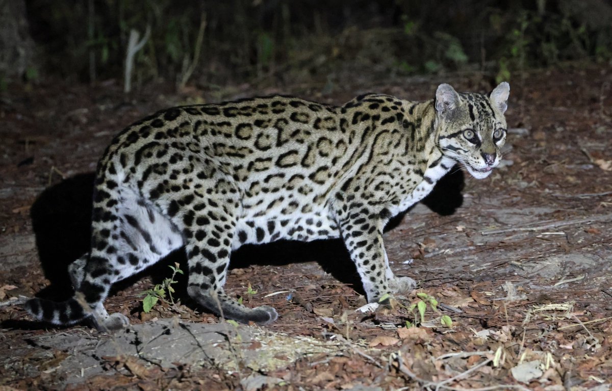 Simon Pinder tweet media