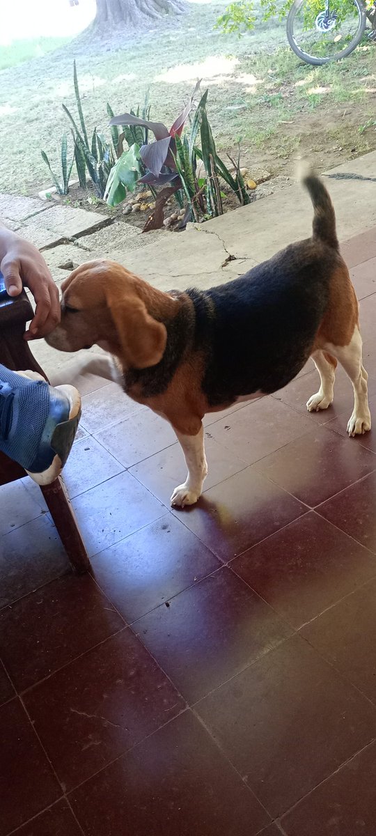VaniBeagle's tweet photo. Pobre mi gorda , el que la ve me pregunta si está preñada 🥹 jajaja LPM https://t.co/UnLpMZhuTb