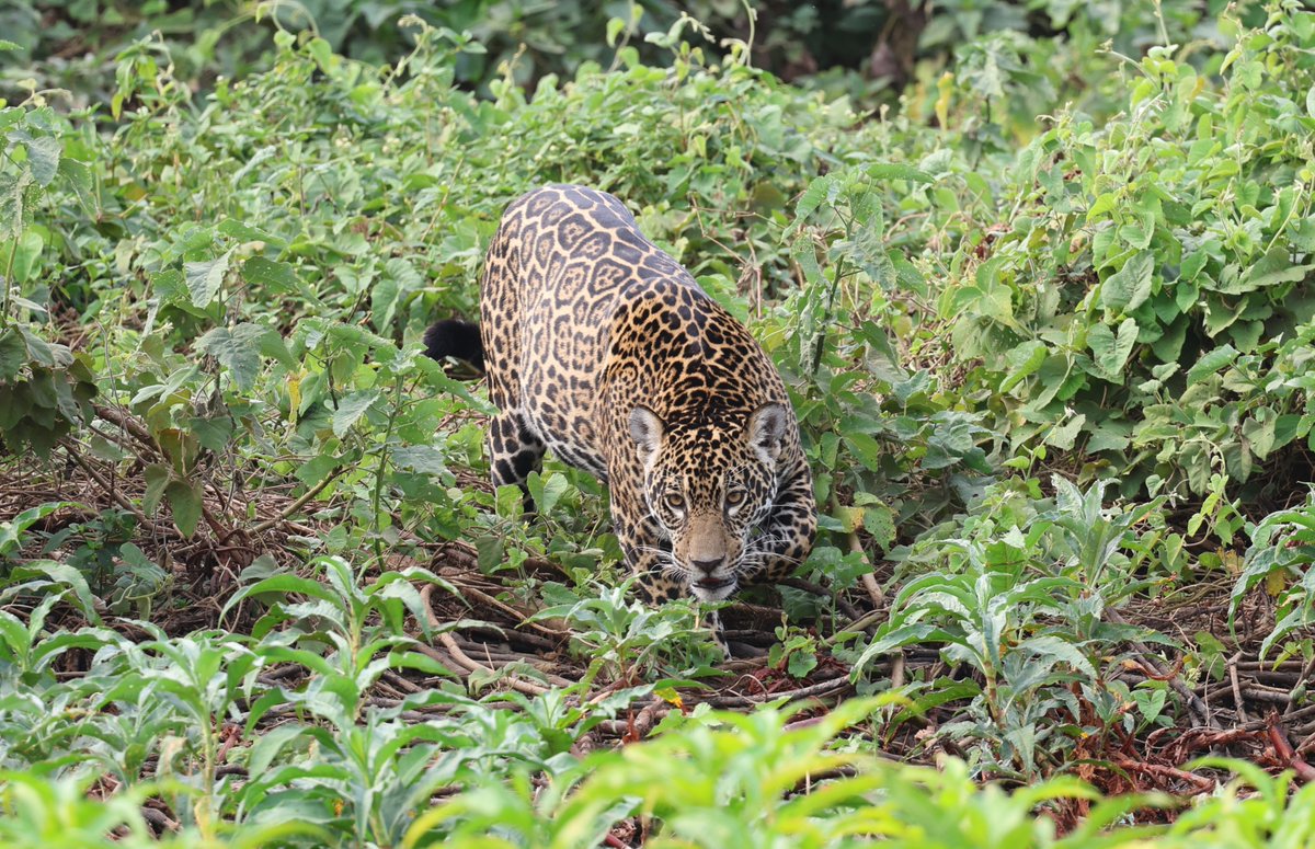 Simon Pinder tweet media