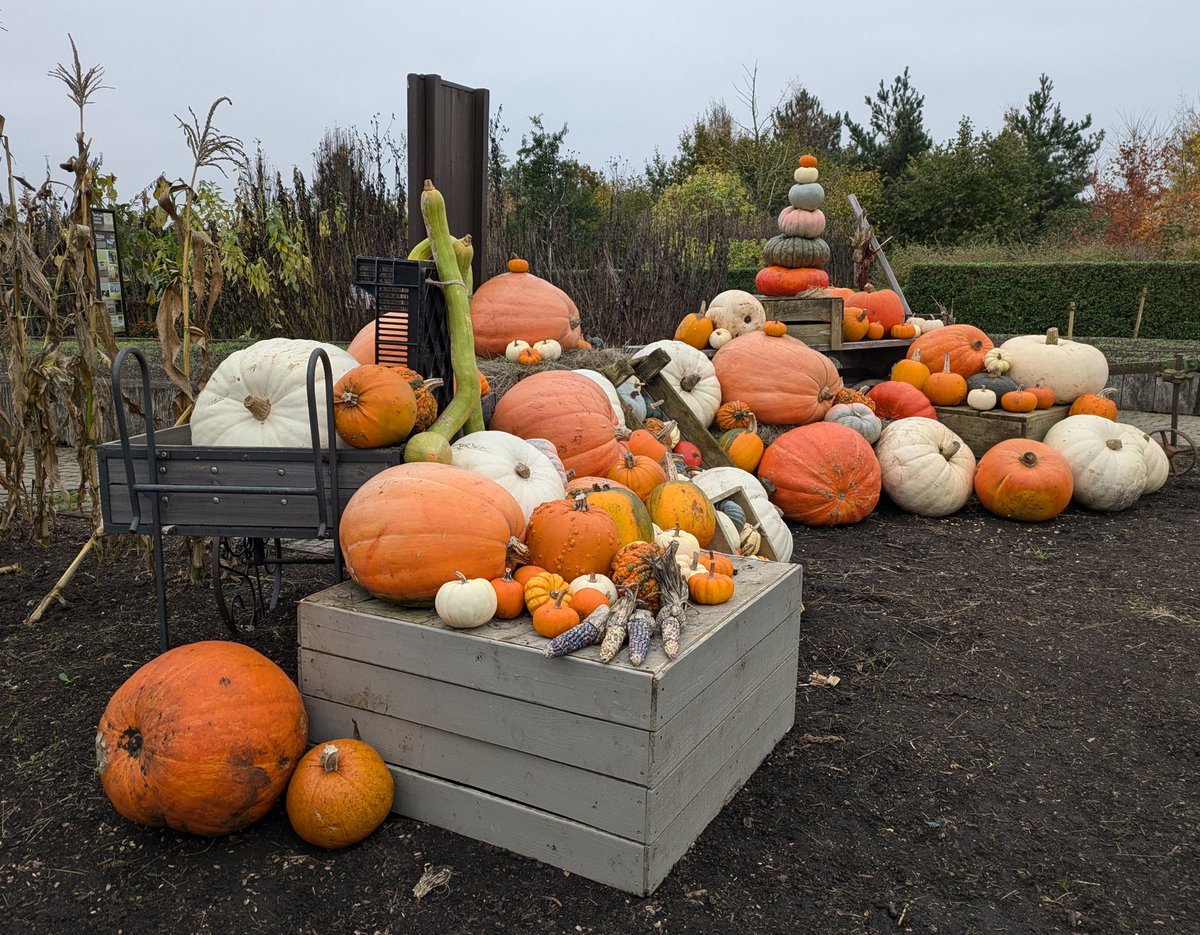 Beautiful Autumn colours at <a href="/RHSHydeHall/">RHS Garden Hyde Hall</a> today. Had a mosey around the Christmas Fair and a walk around the garden which is looking lovely. #autumn #autumncolour #garden #Essex #RHS2024