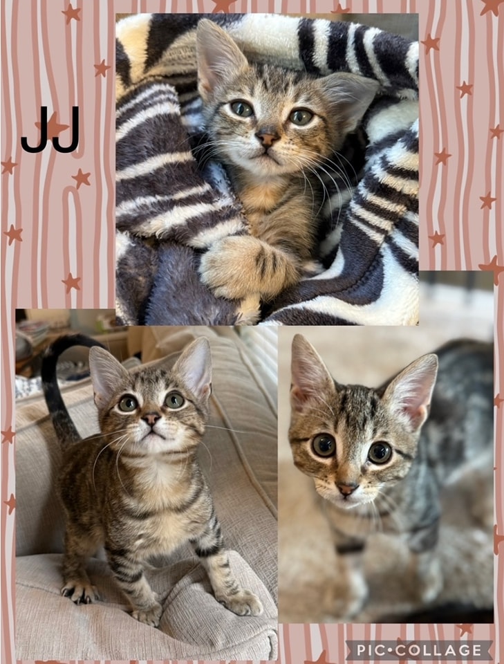 IBRescue's tweet photo. Available 11/9
JJ
Male
13 weeks
Raised with kids, cats and gentle dogs and loves everyone
Eating Purina One Healthy Kitten dry kibble
Littermate: Cosette
https://t.co/6RSHPXrhVM
#adoptme #adoptdontshop #kittenadoptions #rosevilleca https://t.co/SQKKX0pq9M