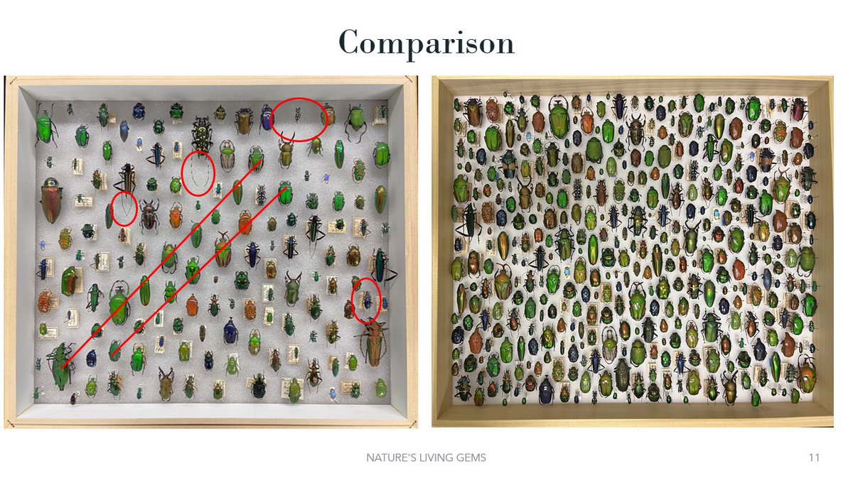 Entomological Collections Network (@entcollnet) on Twitter photo A class in aesthetics and design now thanks to Lacey Restemyer from <a href="/hmns/">The Houston Museum of Natural Science ❤️🦖🧠🌌</a>. Demonstrating balance and symmetry is key in creating a visually appealing and engaging display. #ECN2024 A class in aesthetics and design now thanks to Lacey Restemyer from <a href="/hmns/">The Houston Museum of Natural Science ❤️🦖🧠🌌</a>. Demonstrating balance and symmetry is key in creating a visually appealing and engaging display. #ECN2024