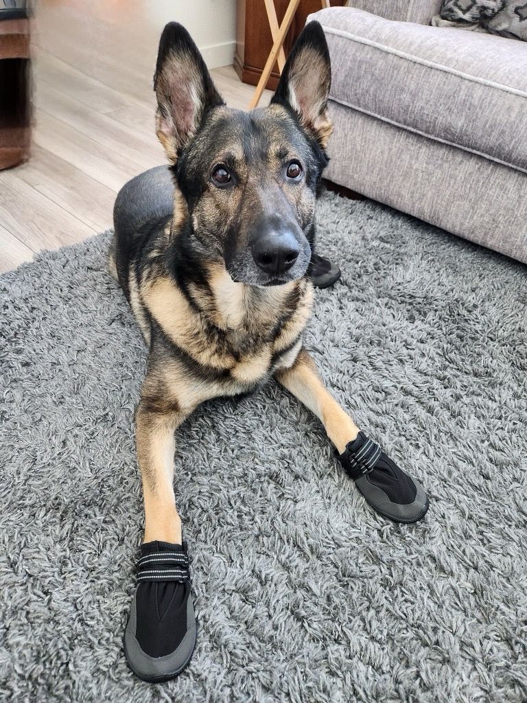 DenverSheriff's tweet image. This is how BOLO makes it work in the cold. Warm and toasty paws for the win! #SaturdaySparkOfJoy 💙. #DSDEst1902 #WorkingDogsOfTwitter