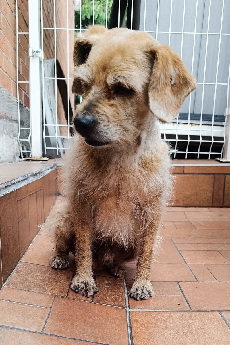 HELA_MORE's tweet photo. Amigos necesitamos de su ayuda para localizar a Jack 😭
La persona que lo resguardó lo llevó al veterinario pero de alguna manera Jack se escapó 🥺
Ya había adoptante.
Fue visto por última vez aquí https://t.co/OaYvXLY2T0  
Av Sauzales ,Coapa, Cuemanco, Tlalpan,  Ciudad de México https://t.co/rl1lrSa8zw