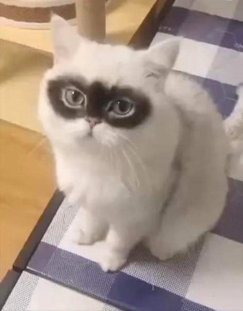 thehappycat_'s tweet photo. Need a cute name ❤🙏 https://t.co/0AYOeZxbBH