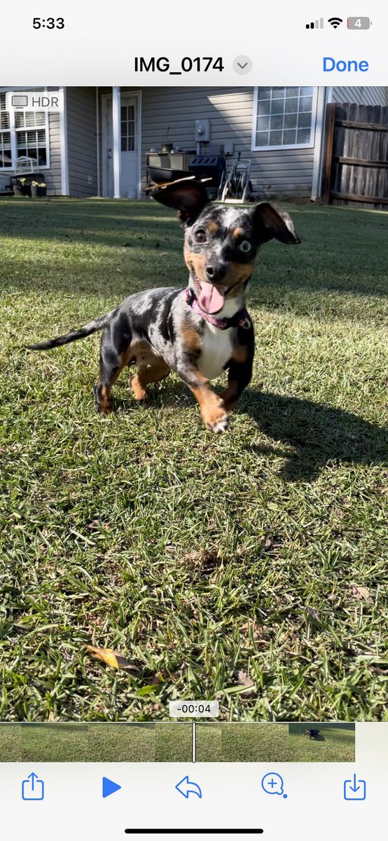 whitley_mcmanus's tweet photo. My dog is so happy @realDonaldTrump won!
No more #eatingthedogs
๐คฃ https://t.co/JR8W9VUJvY
