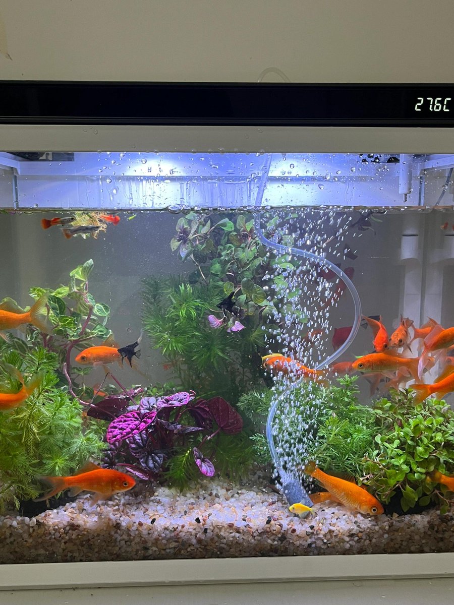 水草は緑で、魚たちが遊んでいます💦 これが私の小さな水の世界です🐟 この静けさを毎日楽しんでいます。